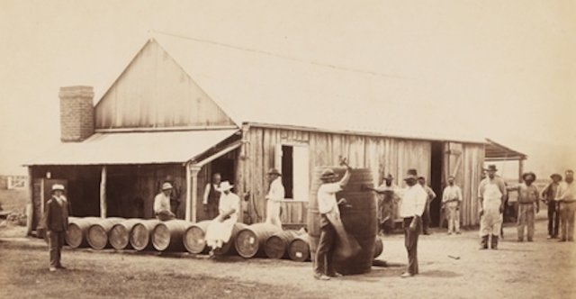 Vineyard Workers at Dalwood near Branxton 1880. SLNSW